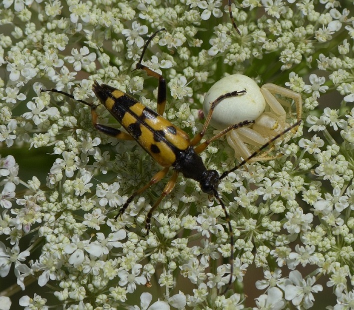 Rutpela maculata m.